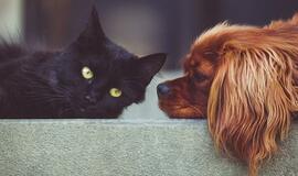 Ar jums turėtų rūpėti, ką katė (ar šuo) parnešė į namus? Gydytojo patarimai