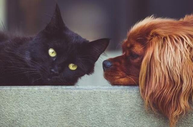 Ar jums turėtų rūpėti, ką katė (ar šuo) parnešė į namus? Gydytojo patarimai